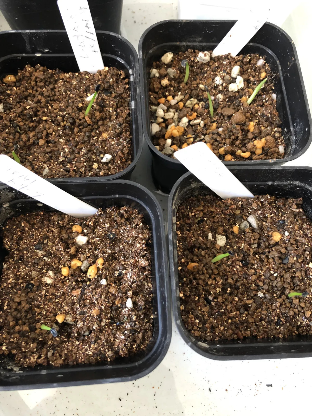 Agave titanota (アガベ チタノタ ドワーフ)