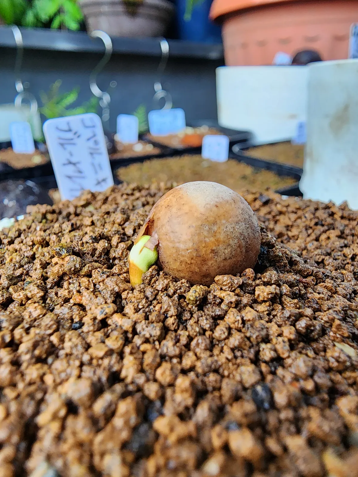 Copernicia hospita (コペルニキア ブルーヤレイパーム)