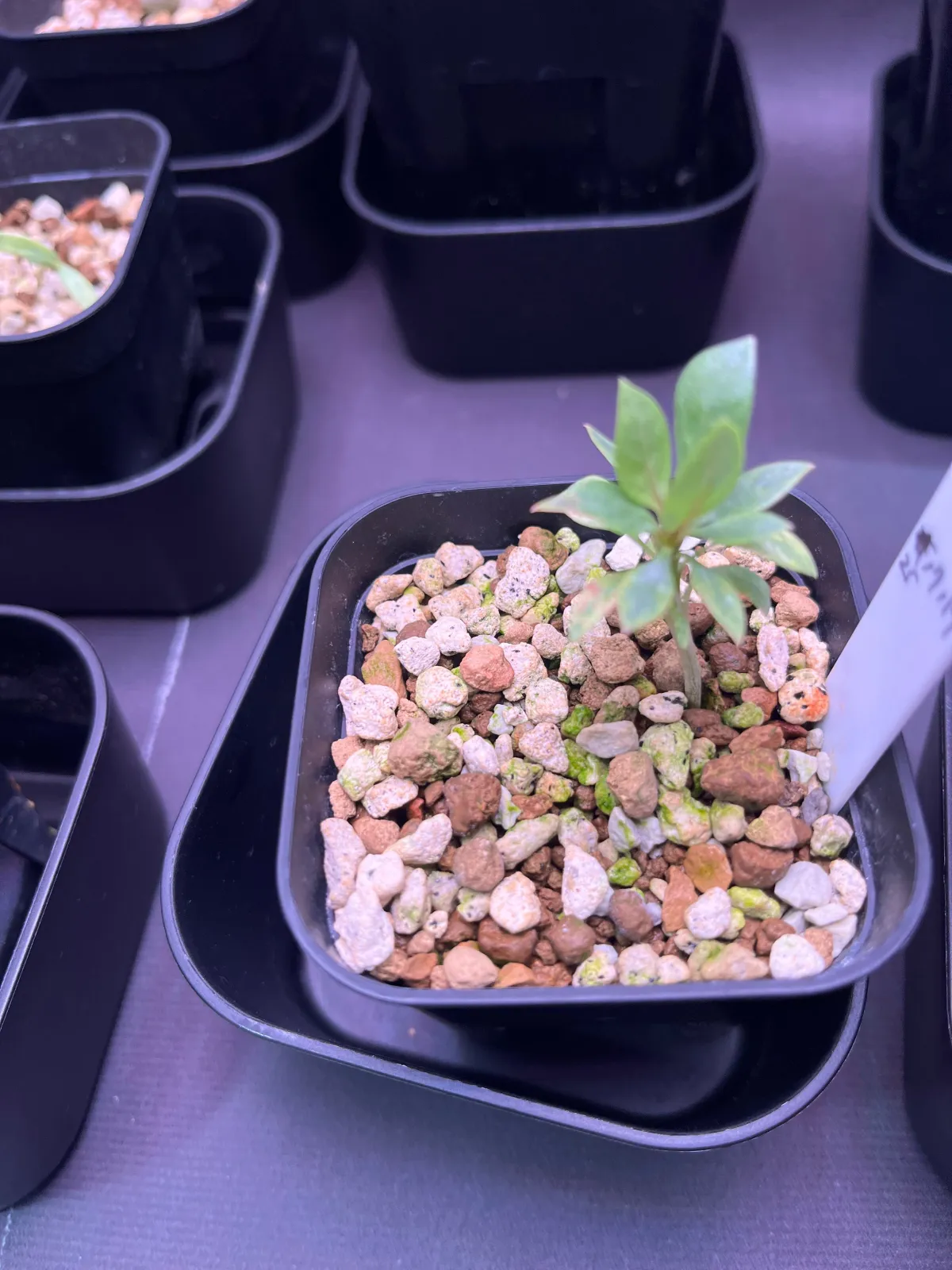 Fouquieria shrevei (フォークイエリア シュリベイ)