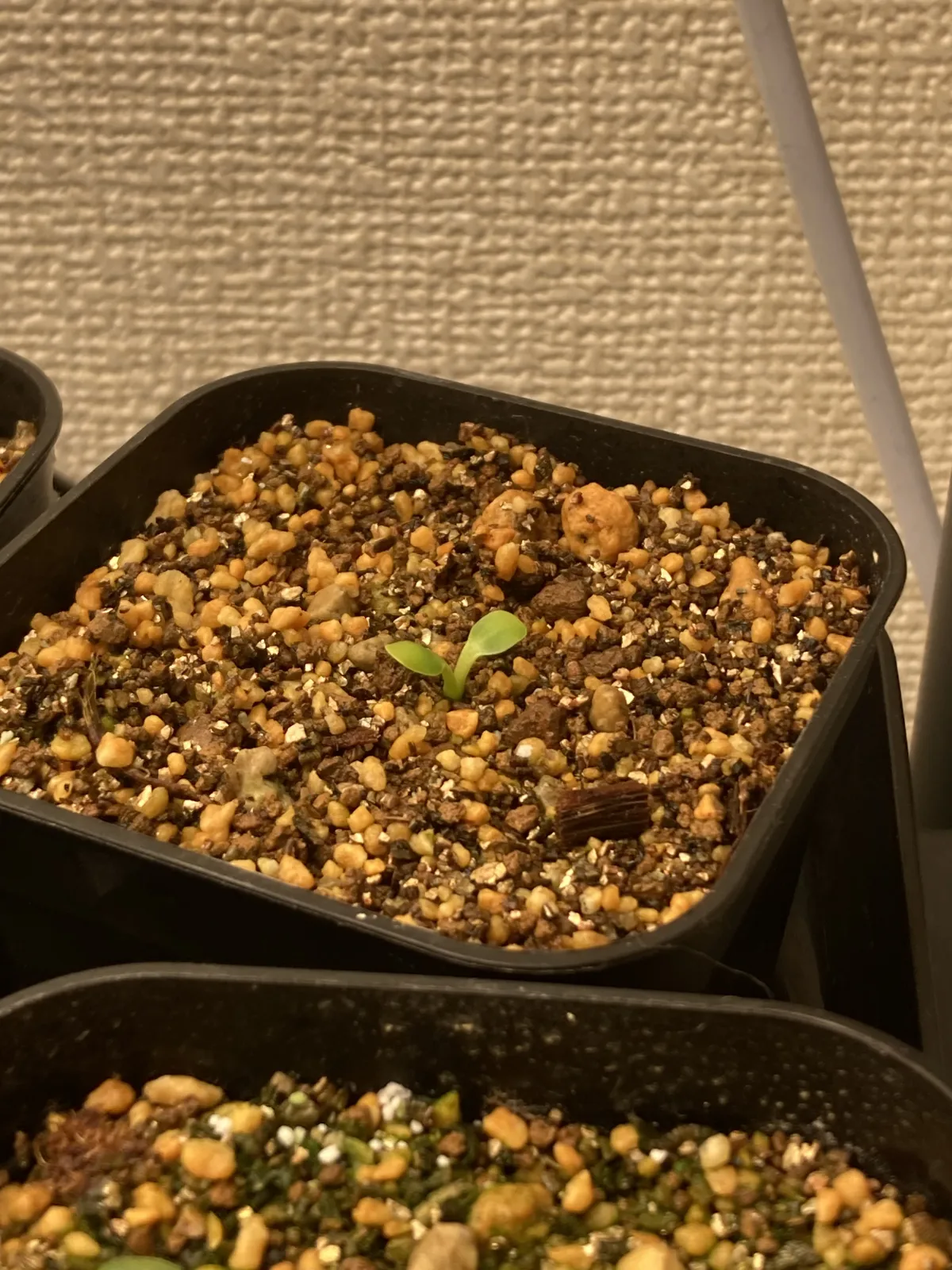 Euphorbia guillauminiana (ユーフォルビア ギラウミニアナ)