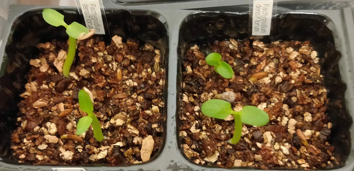 Pachypodium densiflorum var. densiflorum (パキポディウム デンシフローラム)