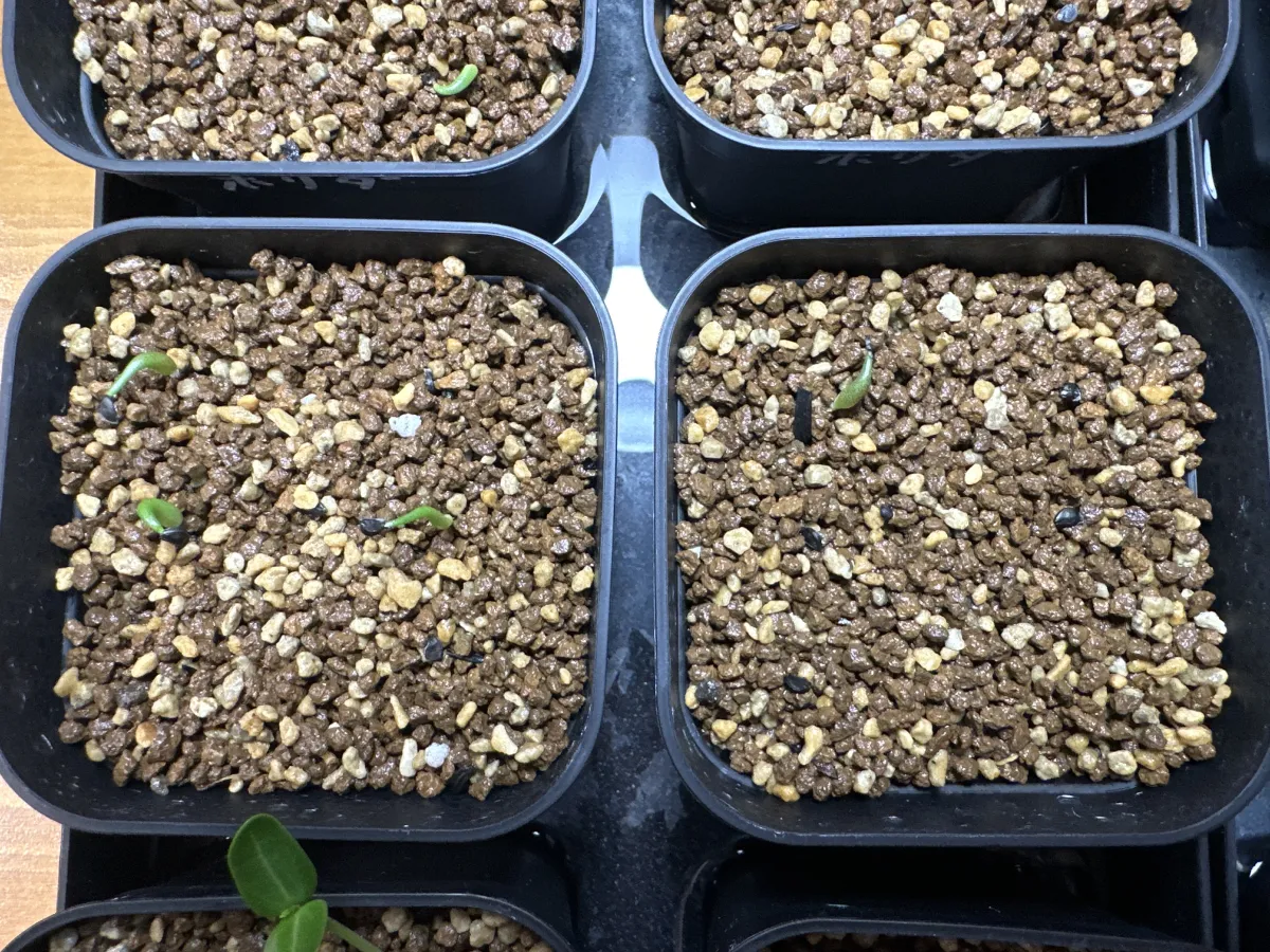 Agave oteroi (アガベ オテロイ)