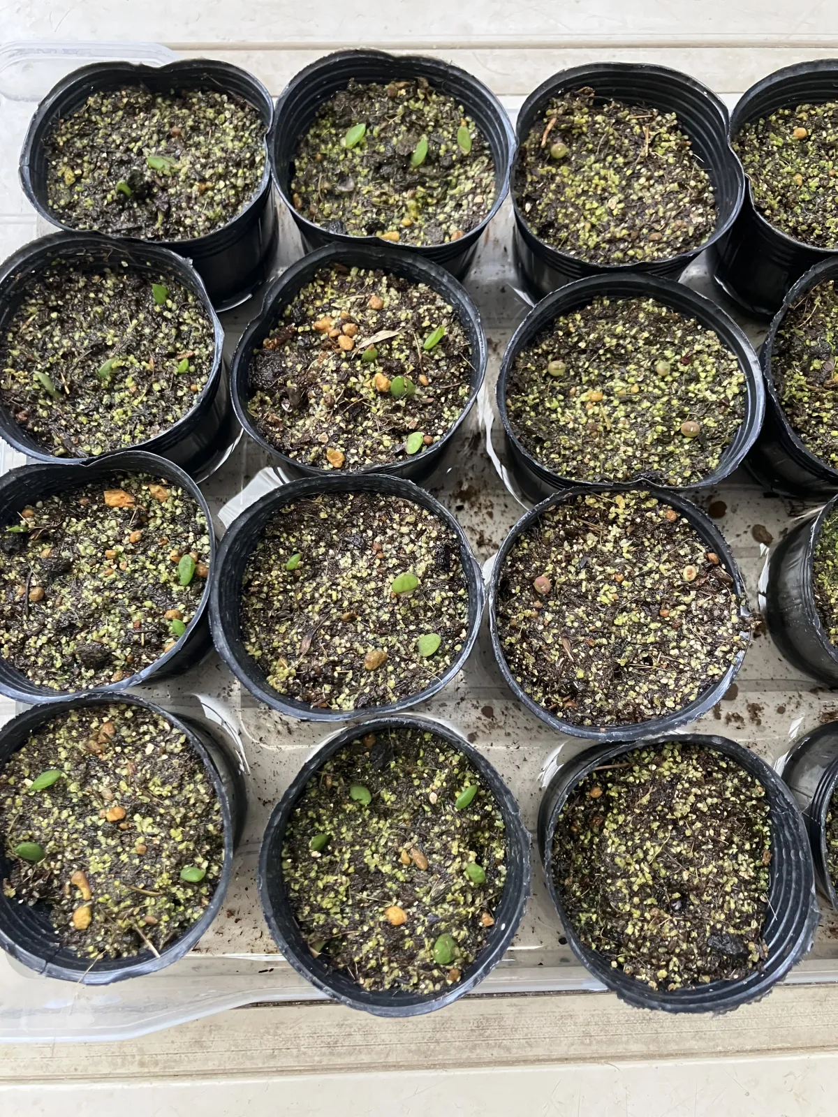 Astrophytum asterias (アストロフィツム スーパー兜)