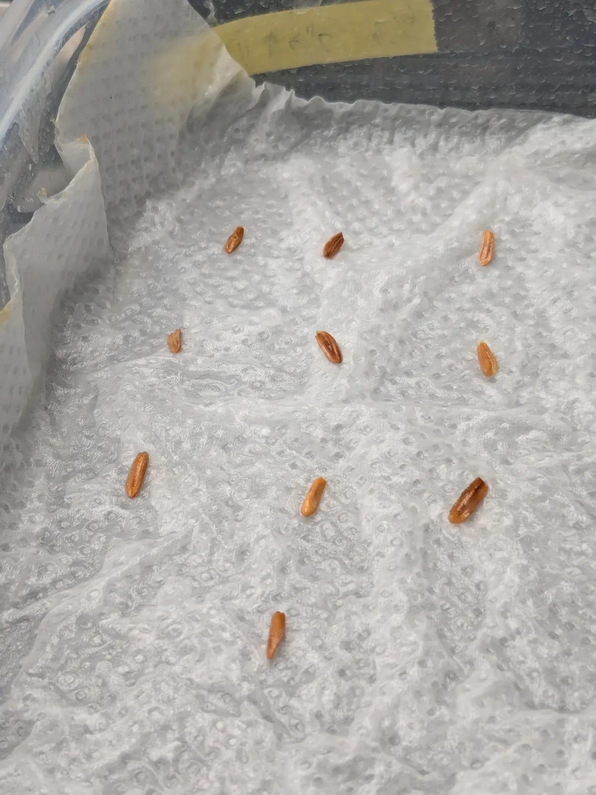 [無料種子] 発芽難 パキポディウム グラキリス　 Pachypodium rosulatum var. gracilius