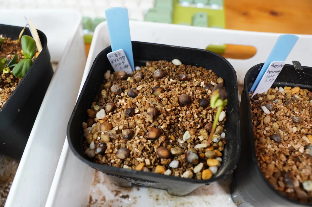 Commiphora neglecta (コミフォラ ネグレクタ)