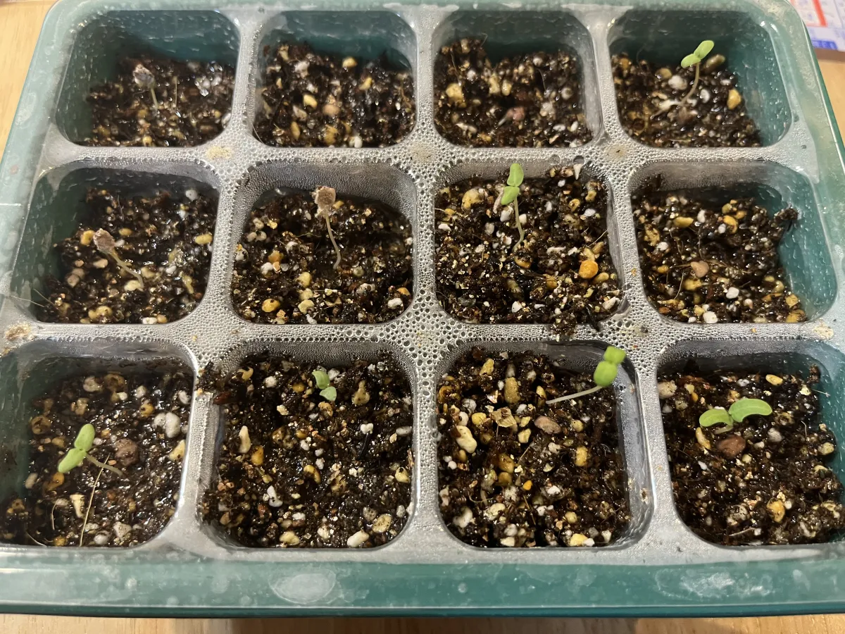 Pachycormus discolor (パキコルムス ディスカラー)