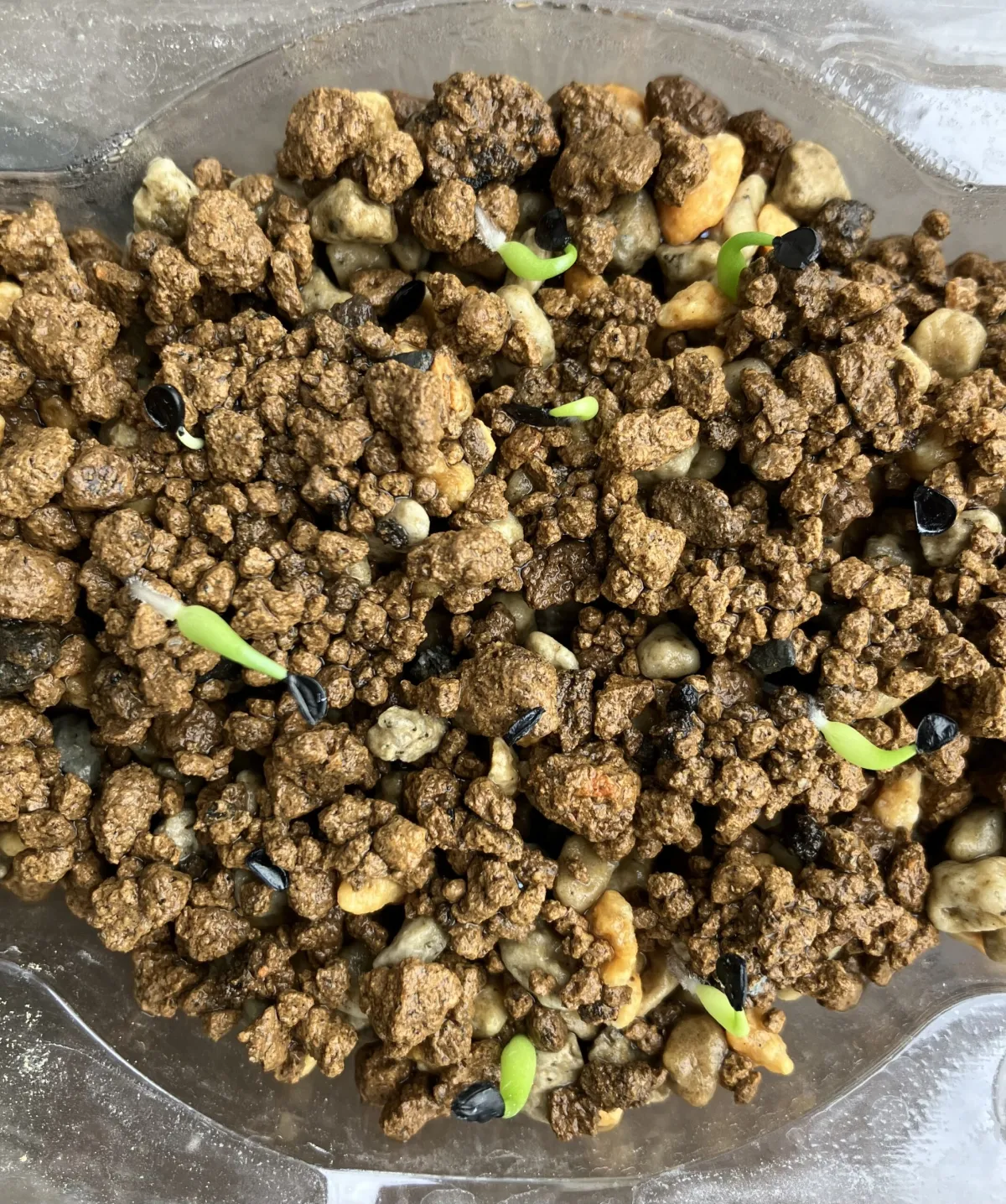 Agave victoriae-reginae Compacta (アガベ ビクトリアレジーナコンパクト)