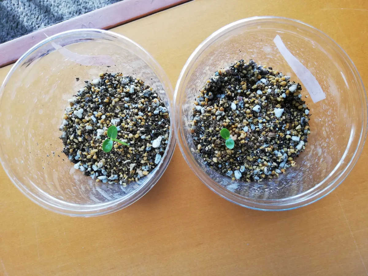 Pachypodium baronii (パキポディウム バロニー)