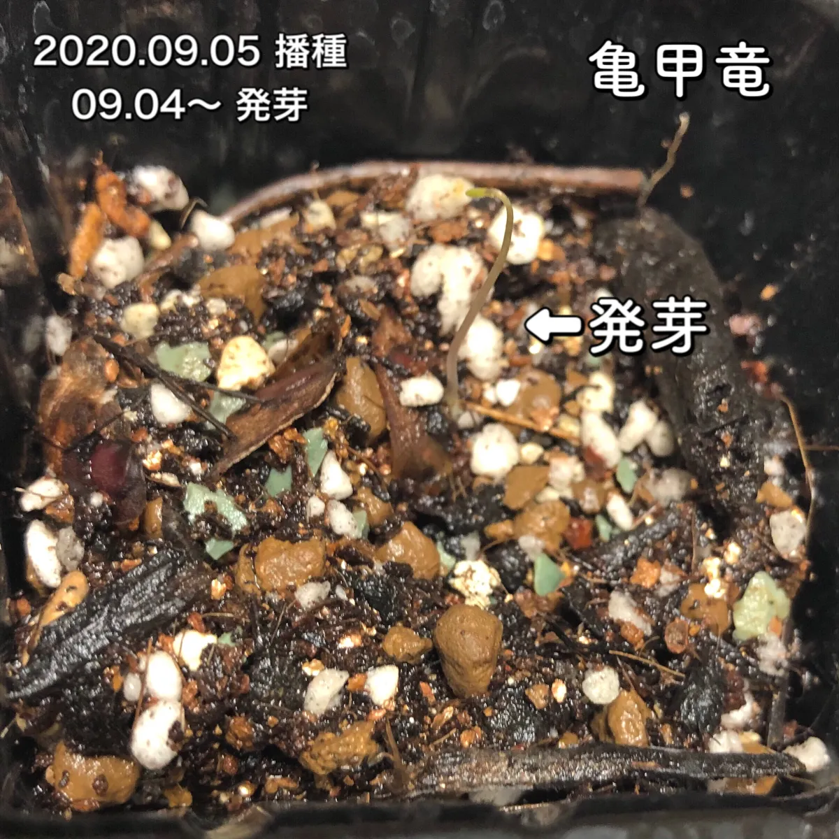 Dioscorea elephantipes (ディオスコレア エレファンティペス アフリカ亀甲竜)