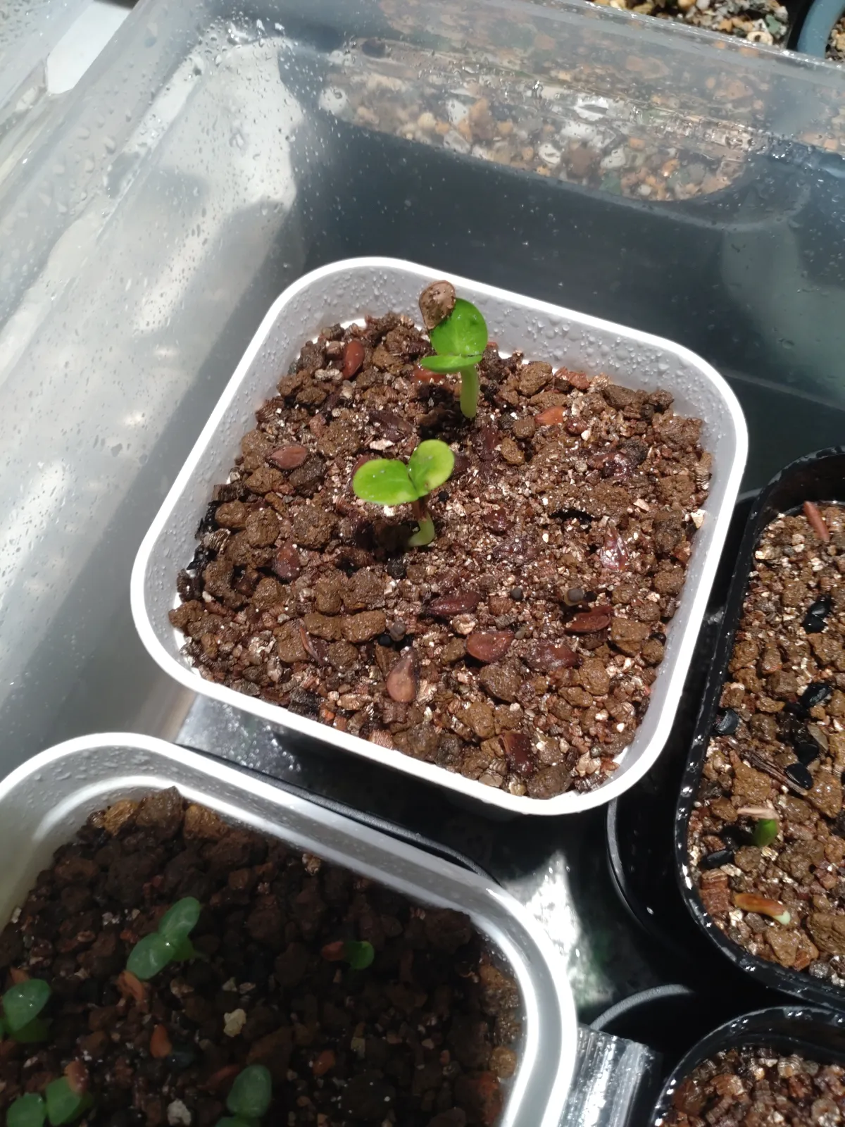 Pachypodium saundersii (パキポディウム サンデルシー 白馬城)