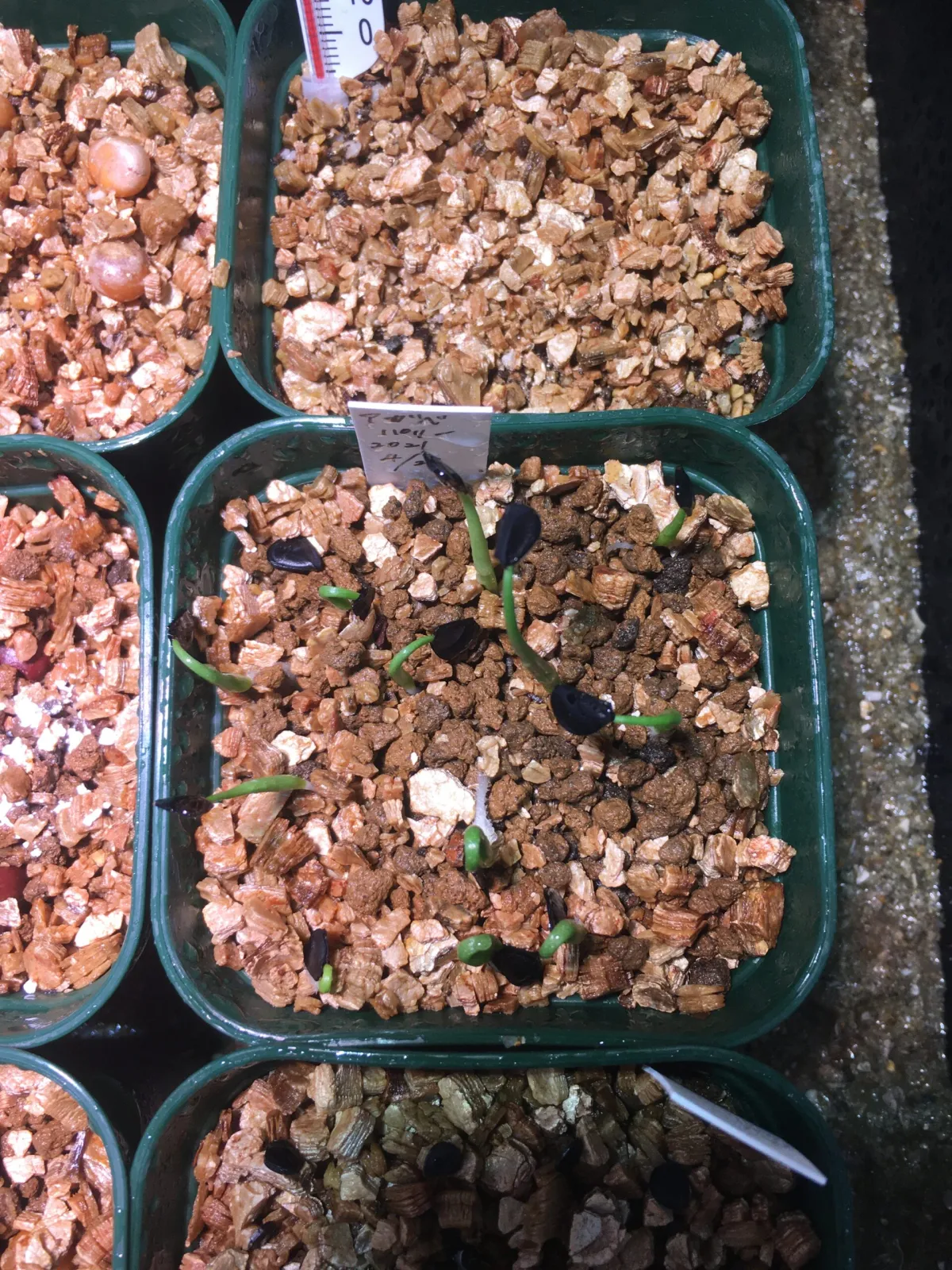 Agave parryi subsp. parryi (アガベ パリー)