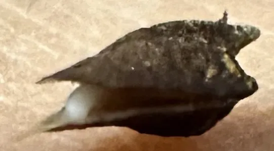 Boswellia sacra (ボスウェリア サクラ)