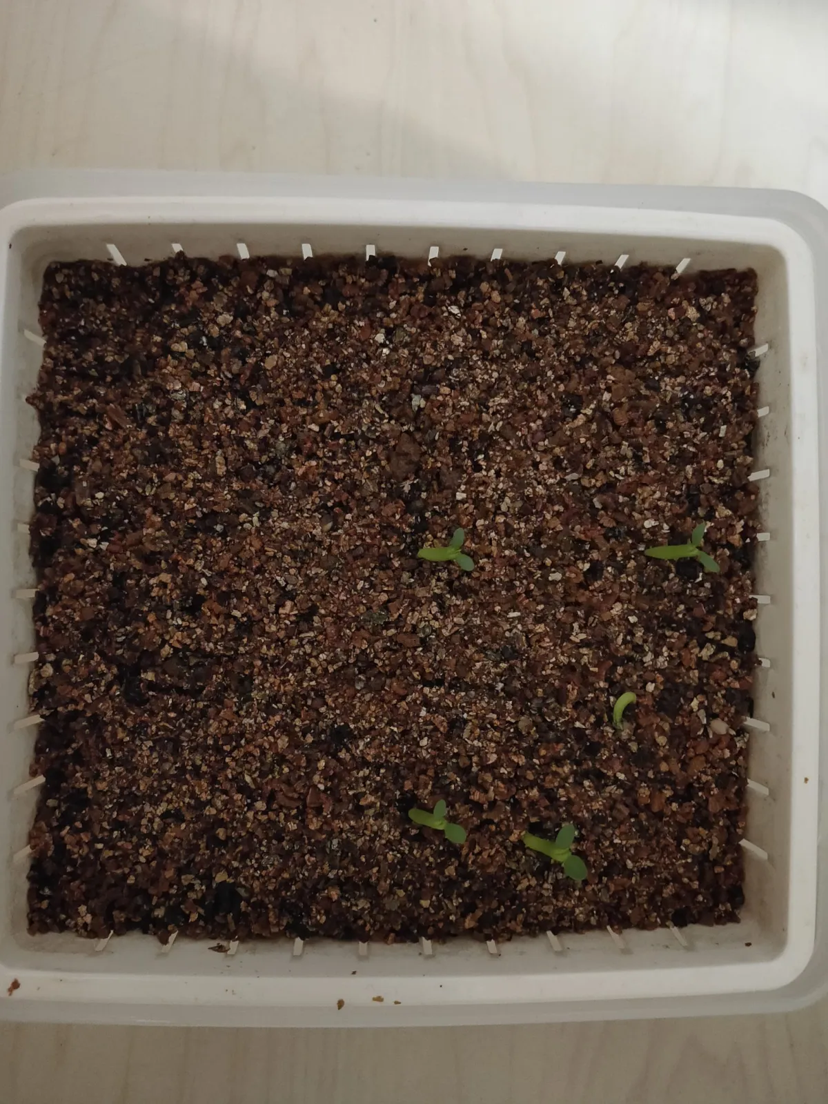 Euphorbia gorgonis (ユーフォルビア ゴルゴニス 金輪際)