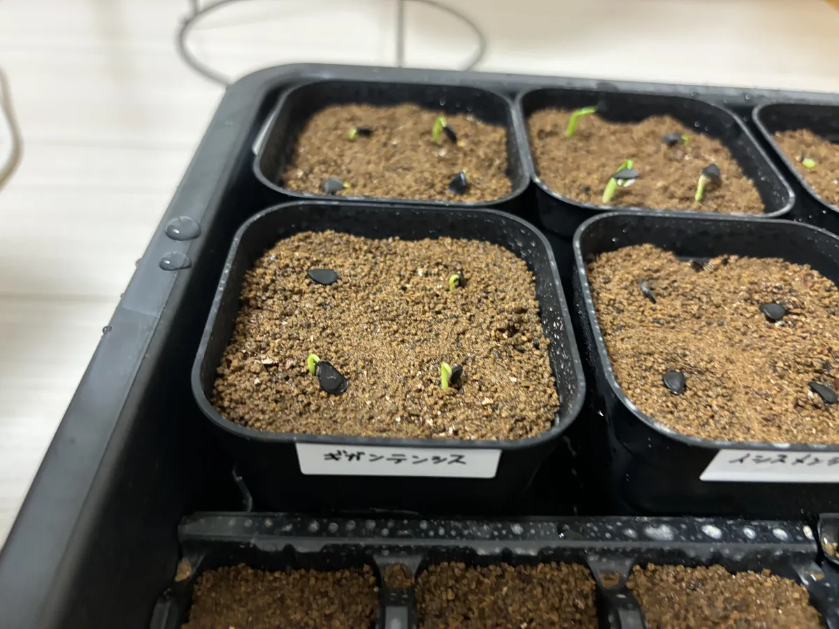 Agave gigantensis (アガベ ギガンテンシス)