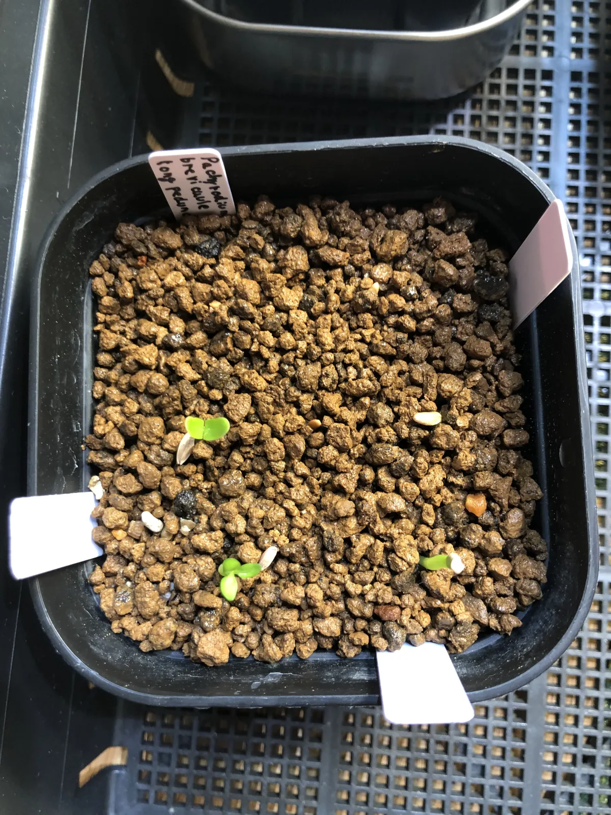 Pachypodium brevicaule (パキポディウム ブレビカウレ（長茎） ())