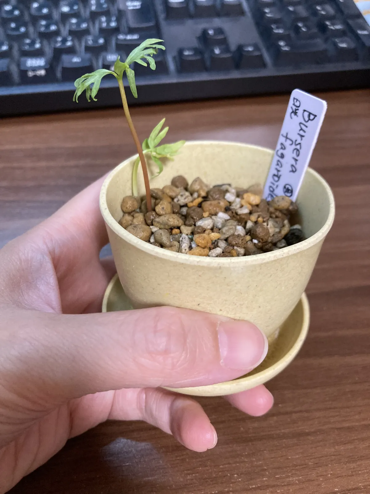 Bursera fagaroides (ブルセラ ファガロイデス)