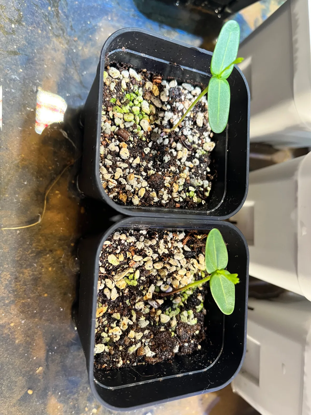 Senna meridionalis (センナ メリディオナリス)