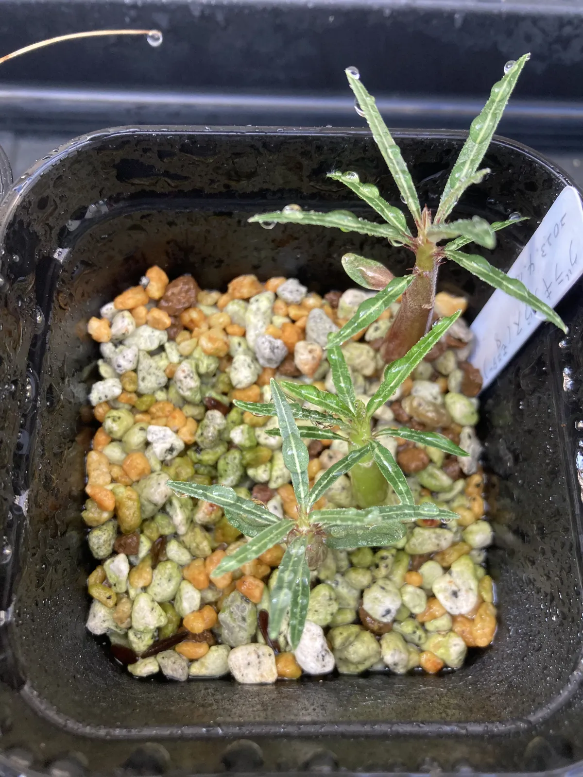 Pachypodium rosulatum var. gracilius (パキポディウム グラキリス)