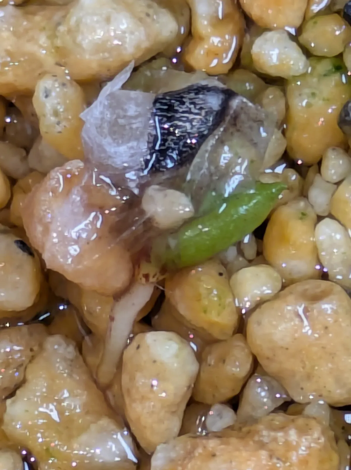 Aloe claviflora (アロエ クラビフローラ)