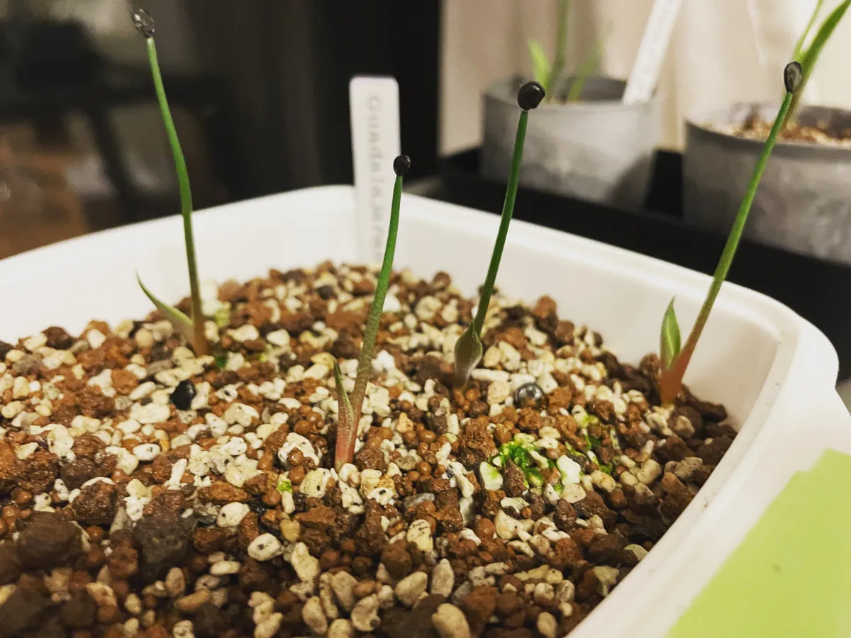 Agave guadalajarana (アガベ グアダラハラナ)