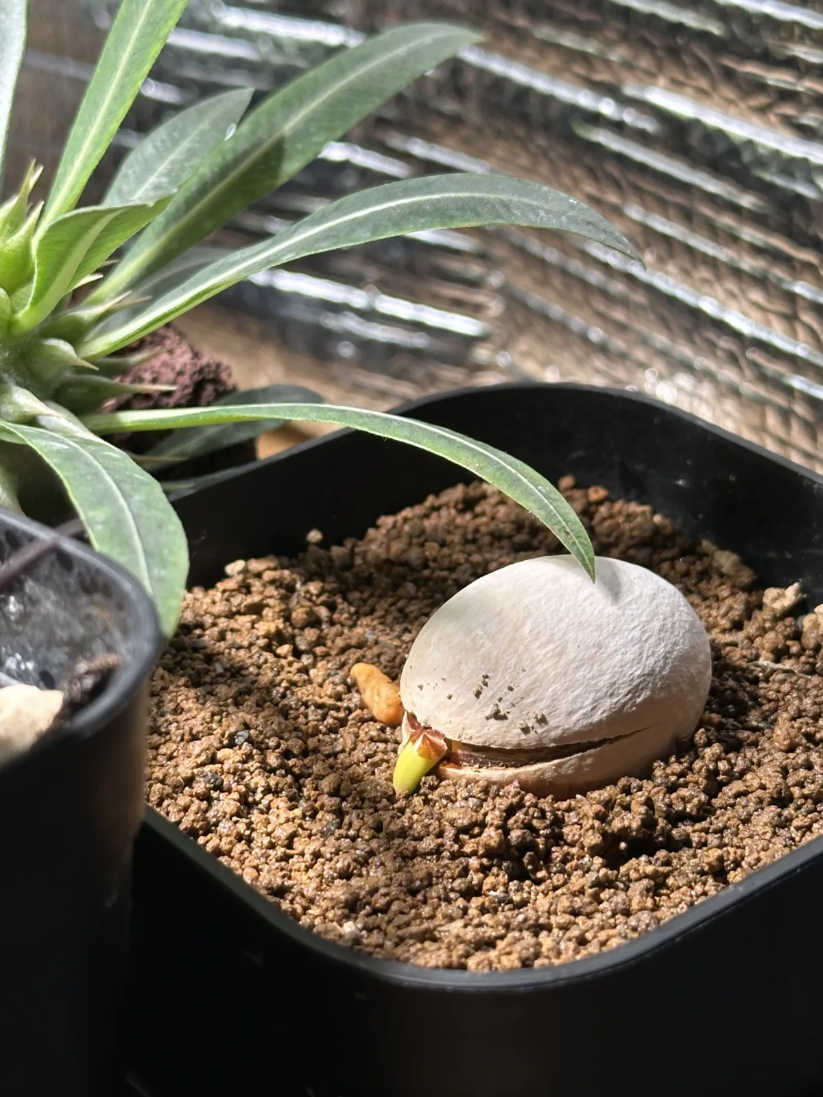 Cycas cairnsiana (サイカス カイルンシアナ)