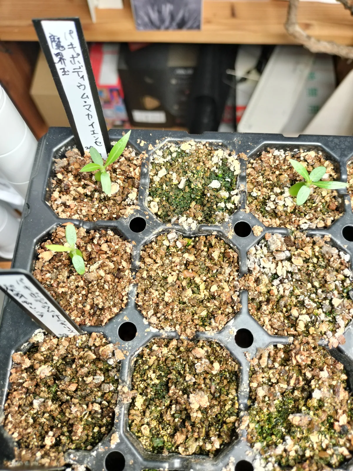 Pachypodium rosulatum subsp. makayense (パキポディウム マカイエンセ)