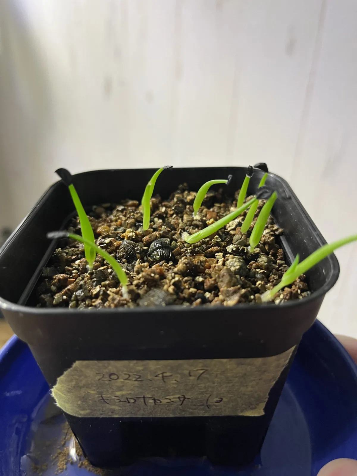 Agave xylonacantha (アガベ キシロナカンサ)