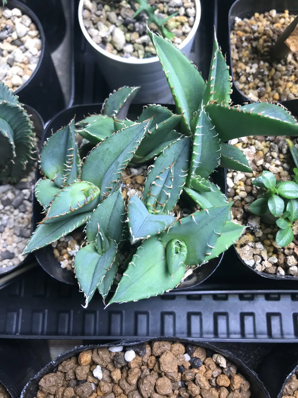 Agave oteroi (アガベ オテロイ)