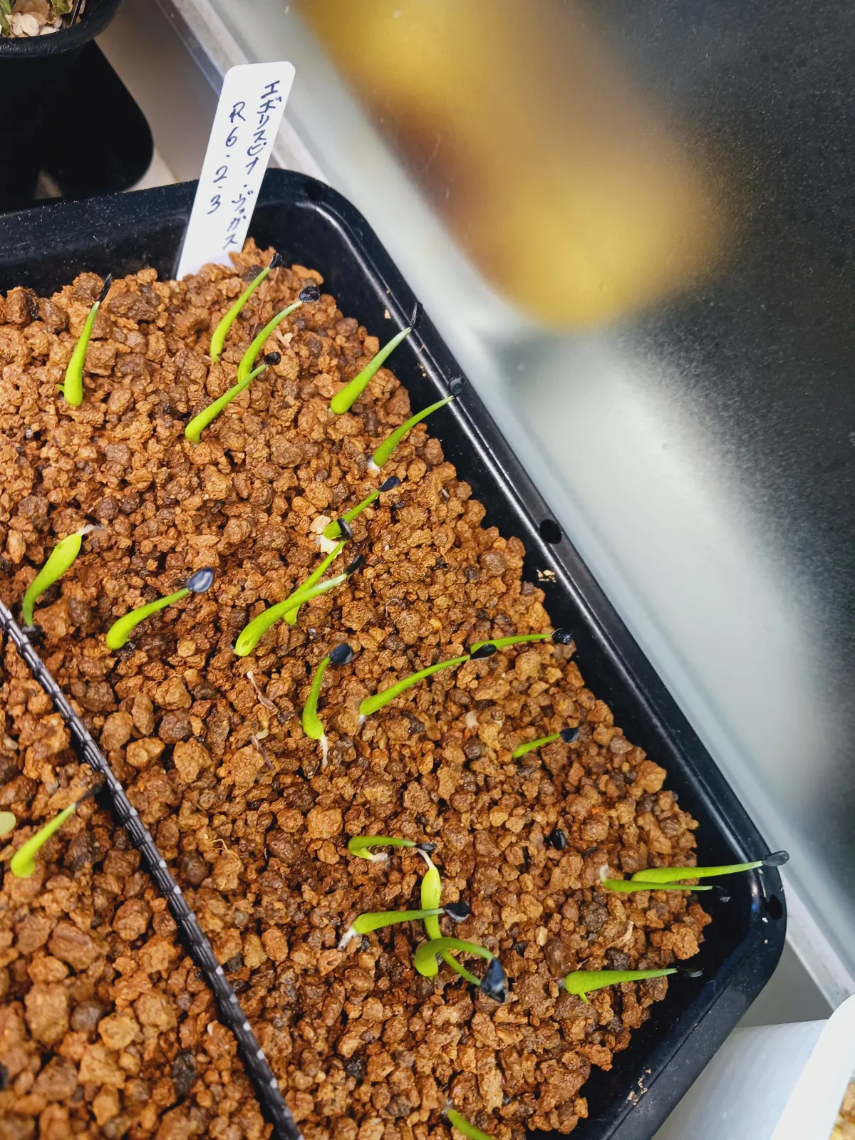 Agave utahensis var. eborispina 'Vegas' (アガベ エボリスピナ ヴェガス)