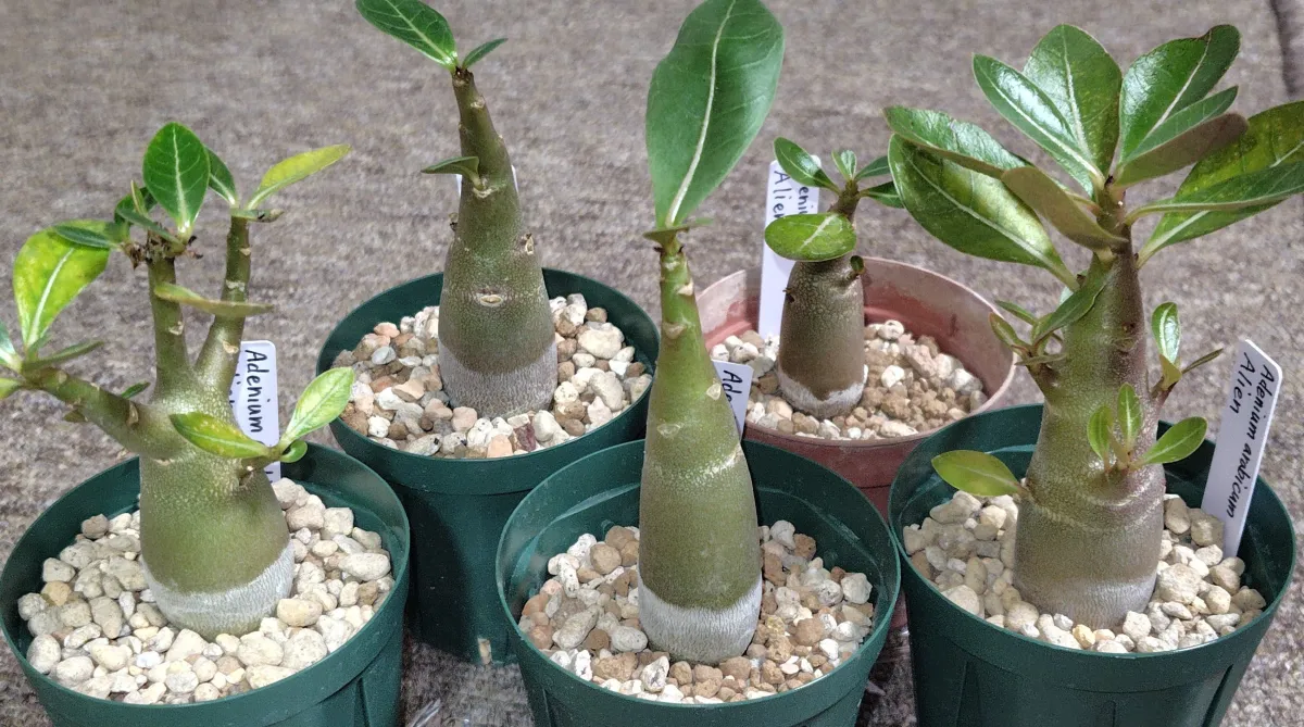 Adenium arabicum (アデニウム エイリアン)