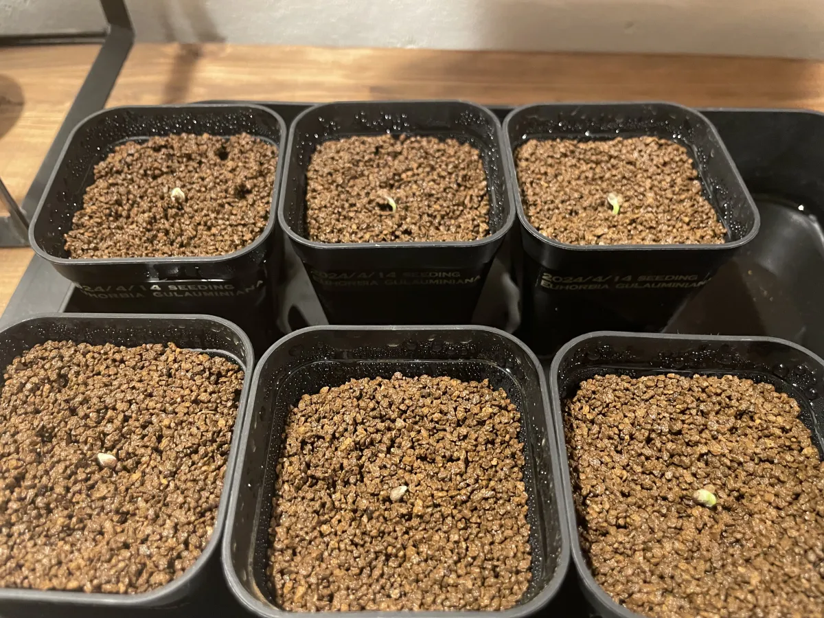 Euphorbia guillauminiana (ユーフォルビア ギラウミニアナ)