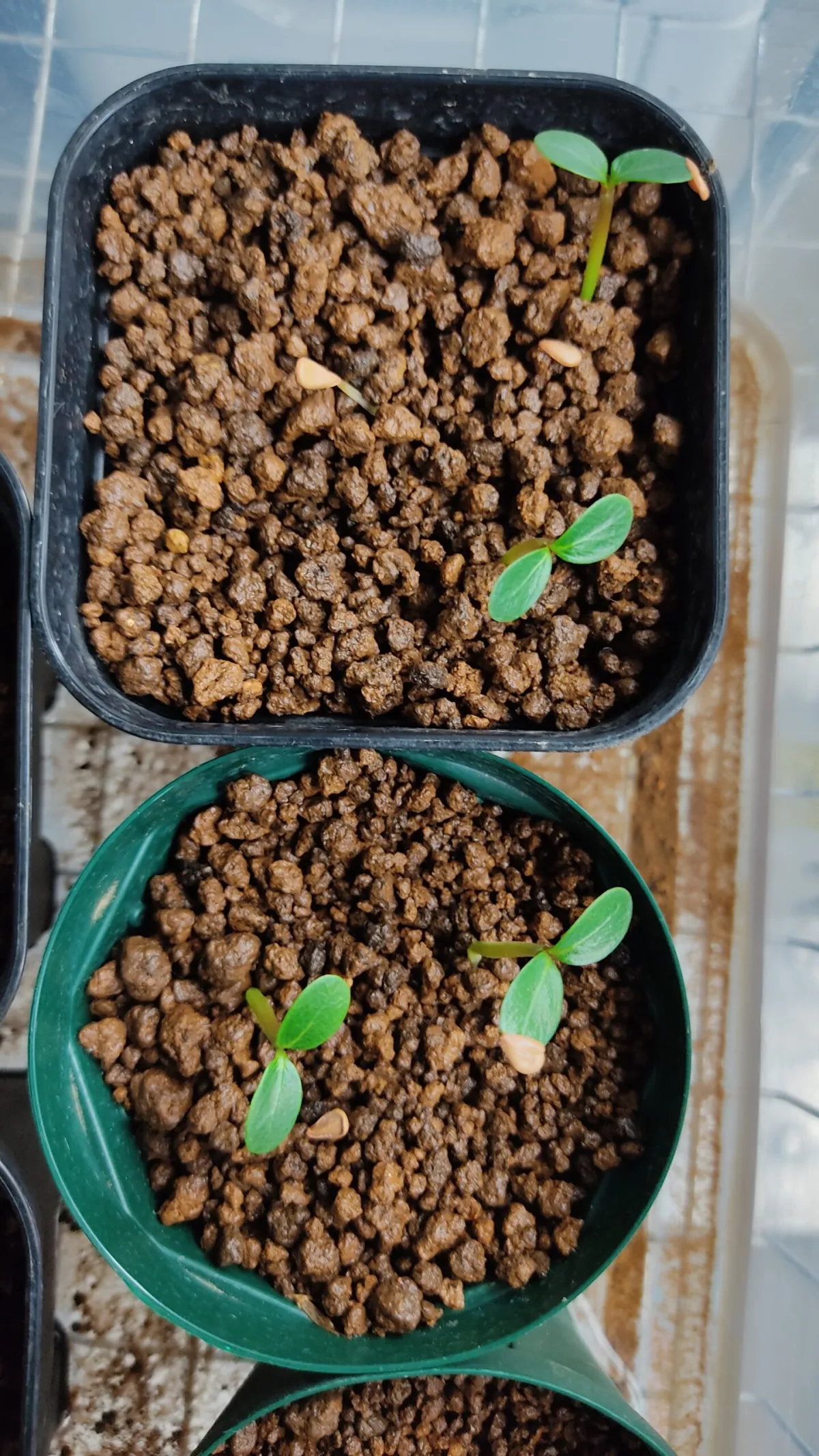 Pachypodium baronii (パキポディウム バロニー)