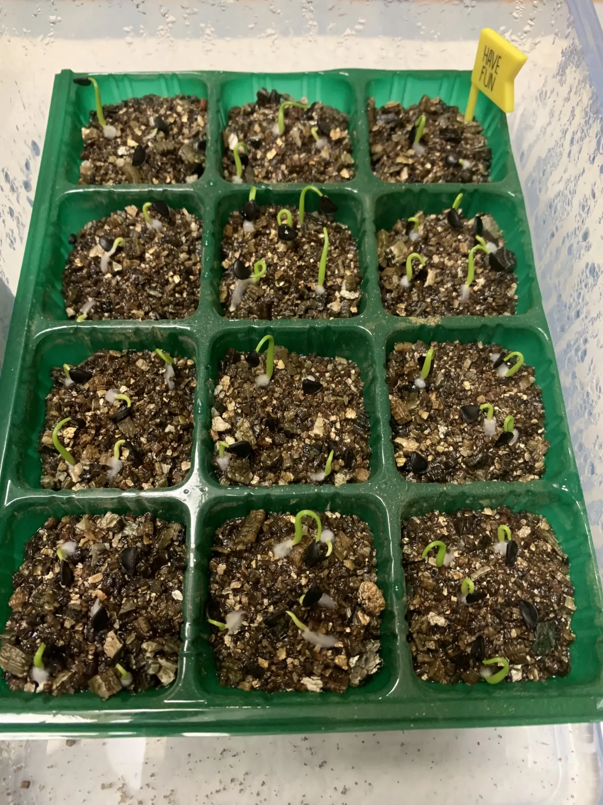 Agave sobria subsp. sobria (アガベ ソブリア)