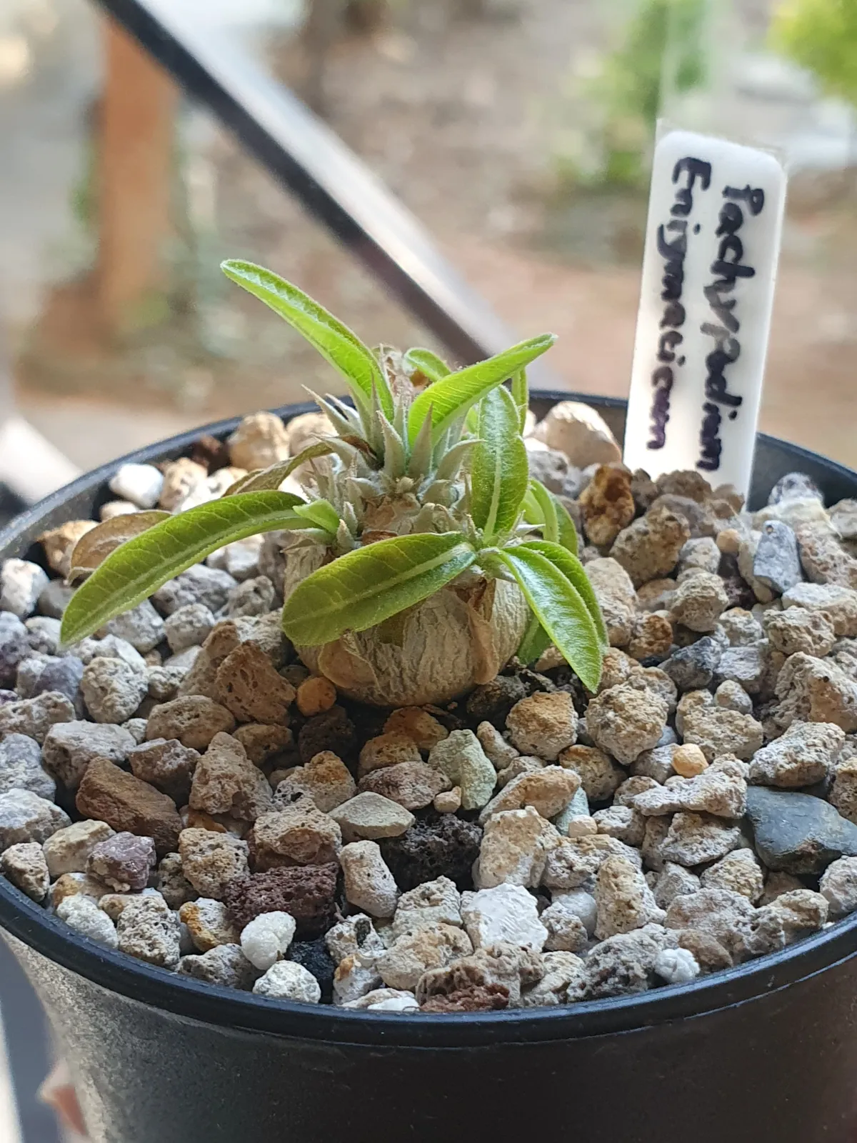 Pachypodium enigmaticum (パキポディウム エニグマチカム)