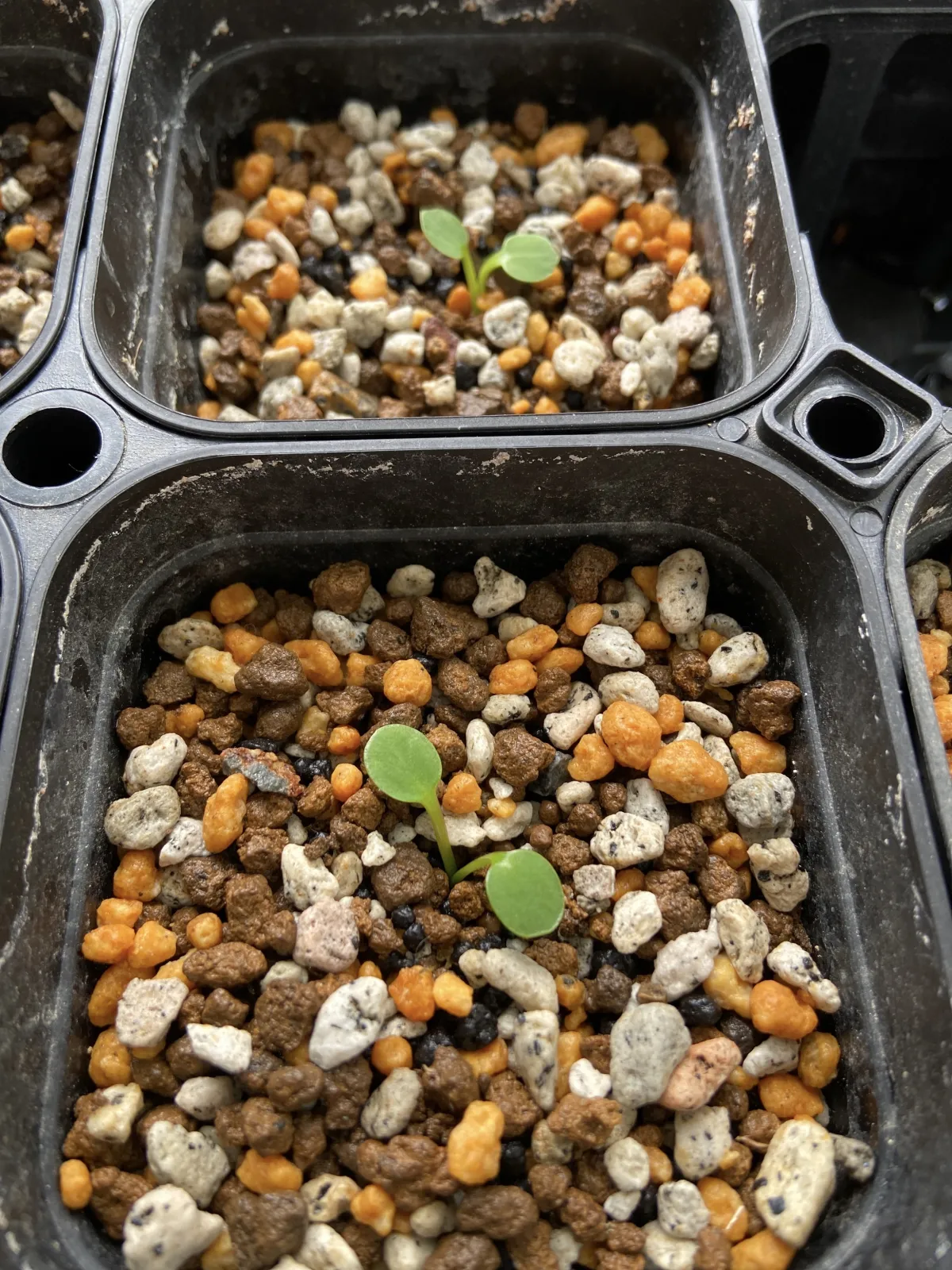 Euphorbia guillauminiana (ユーフォルビア ギラウミニアナ)