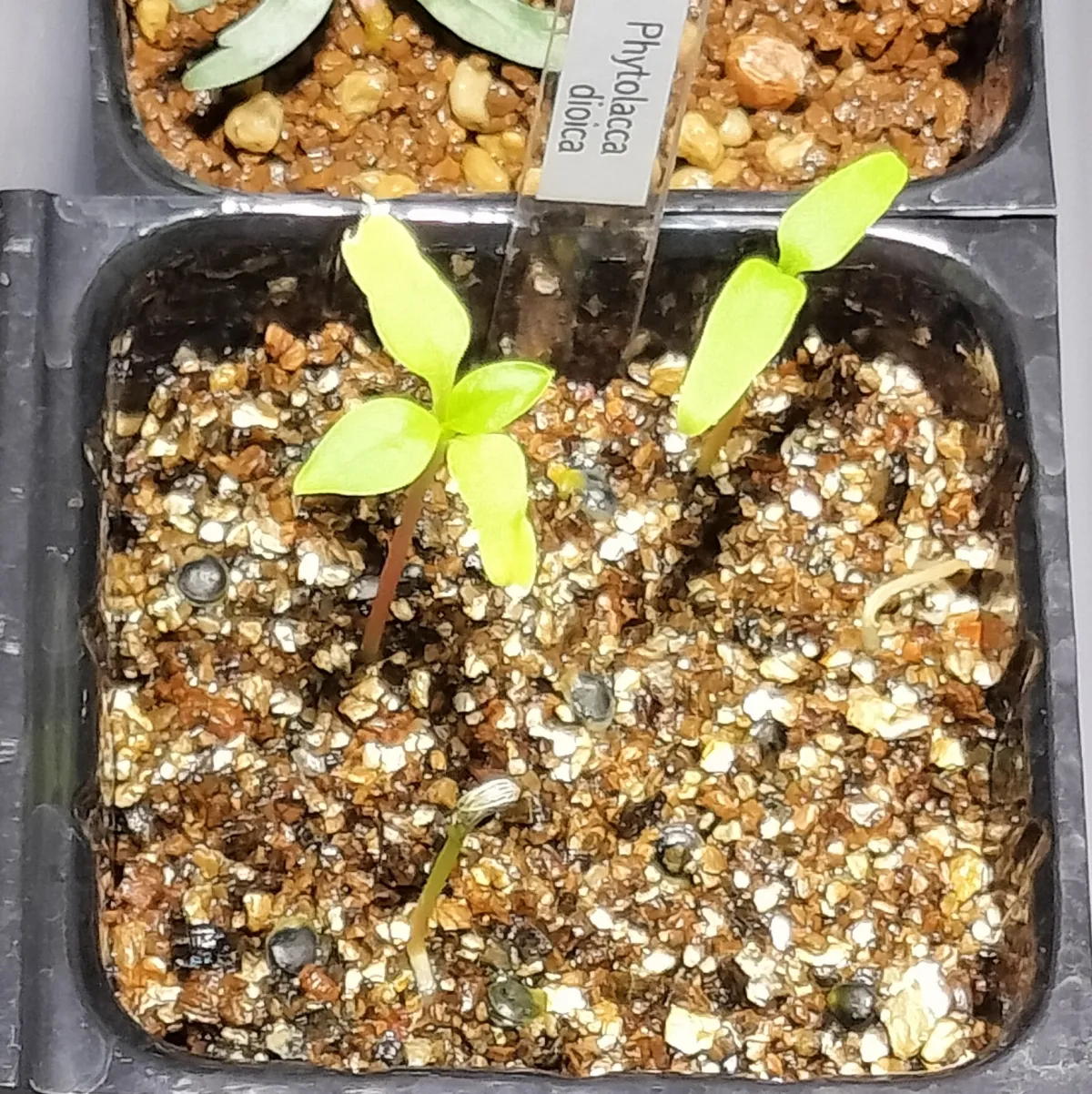 Phytolacca dioica (フィトラッカ ディオイカ)