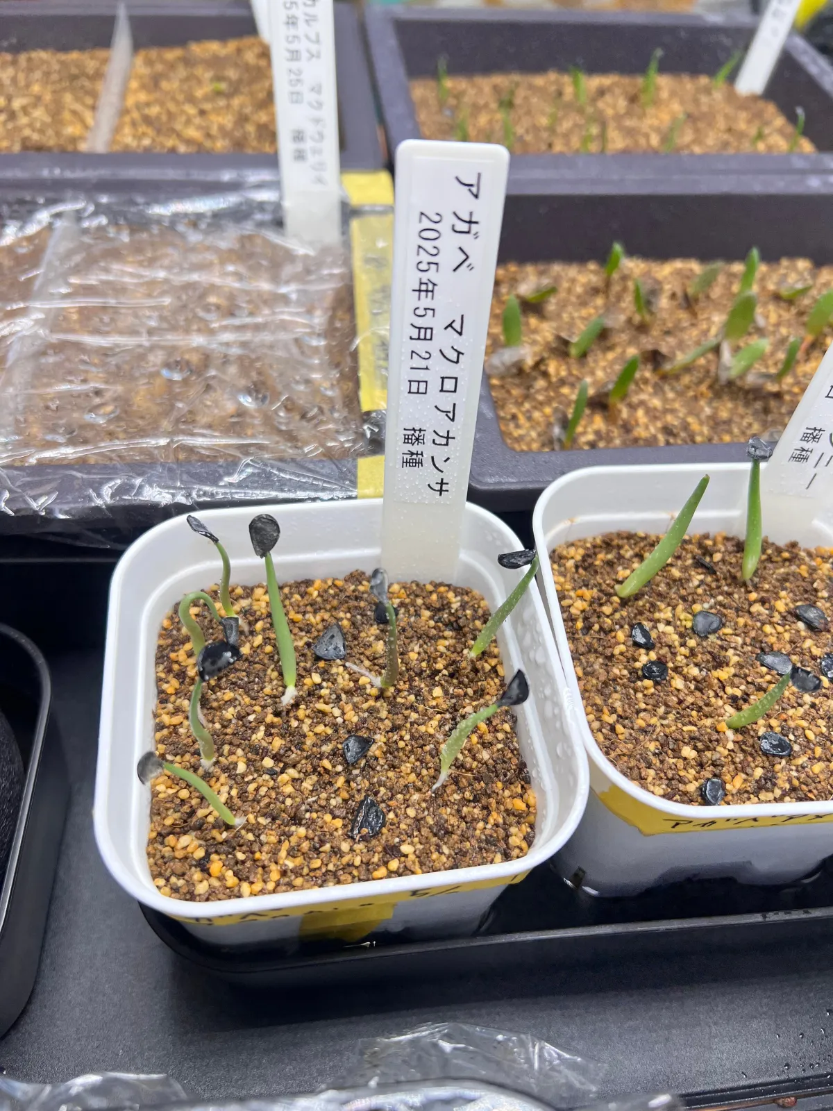 Agave macroacantha (アガベ マクロアカンサ 八荒殿)