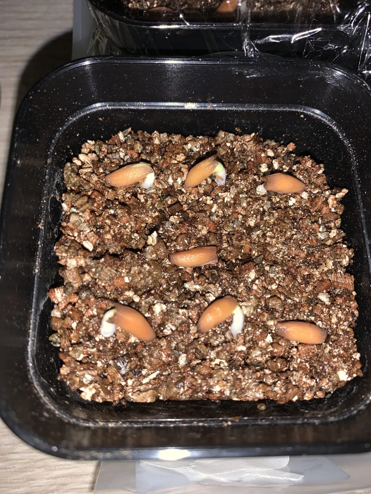 Adenium arabicum Rashiny (アデニウム アラビカム ラシニー)