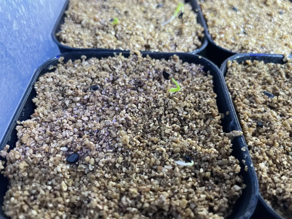 Agave wocomahi (アガベ ワコマヒー)