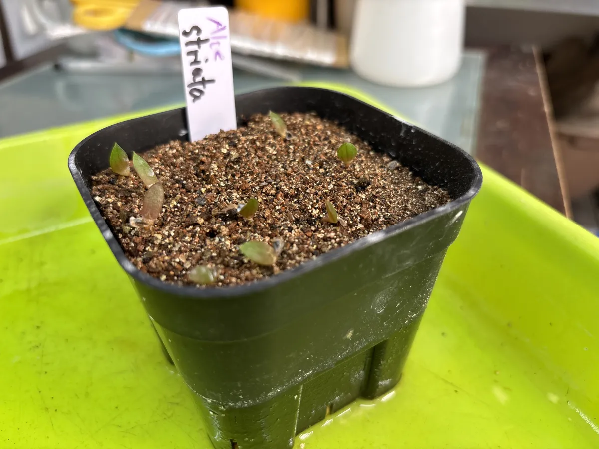 Aloe striata (アロエ ストリアータ ピーチフラワー)