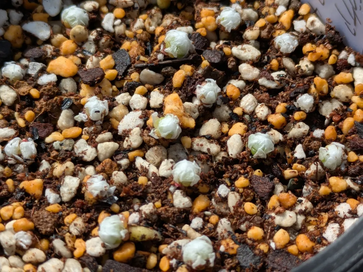 Avonia papyracea (アボニア パピラケア)