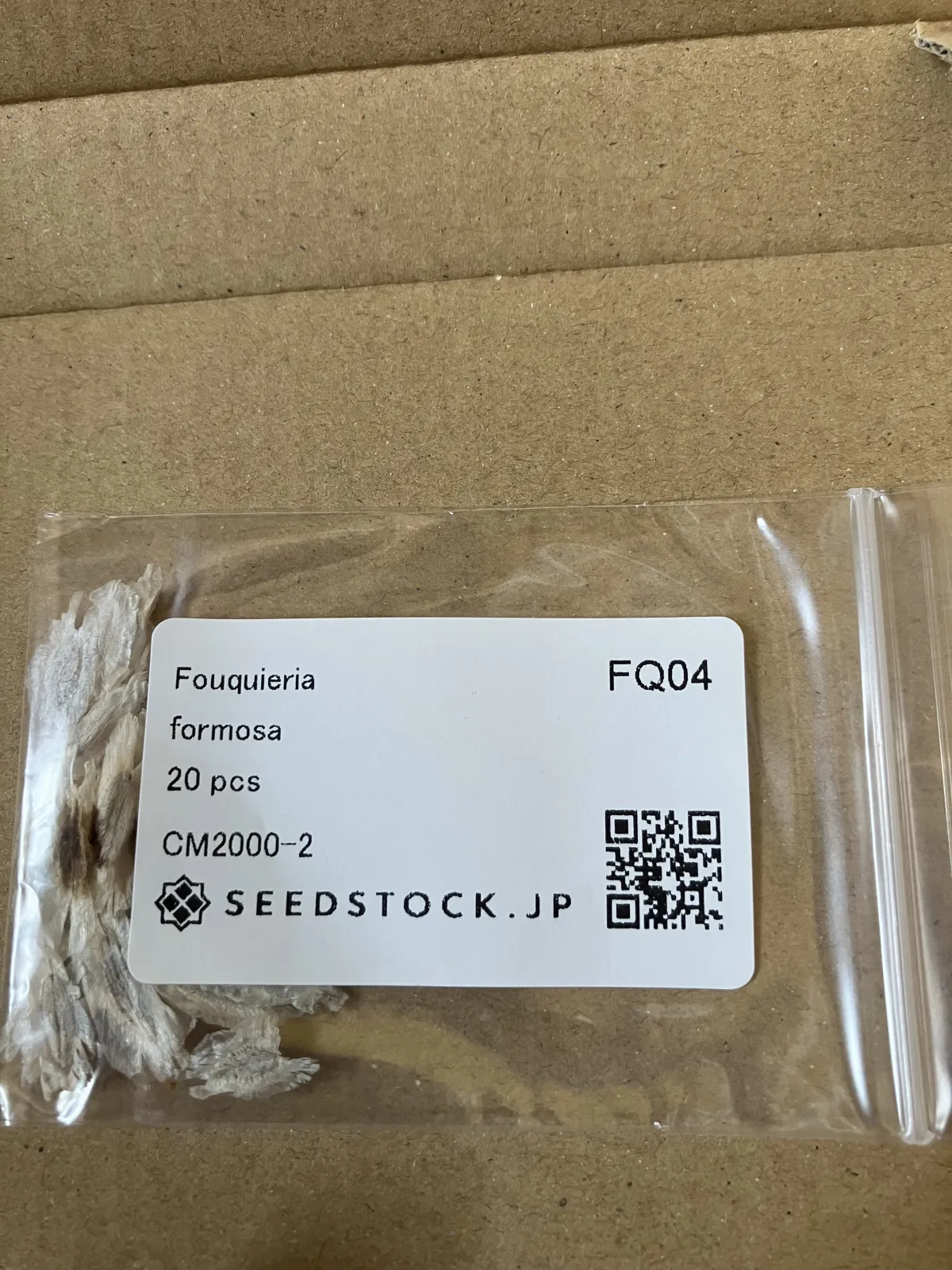 Fouquieria formosa (フォークイエリア フォルモサ)