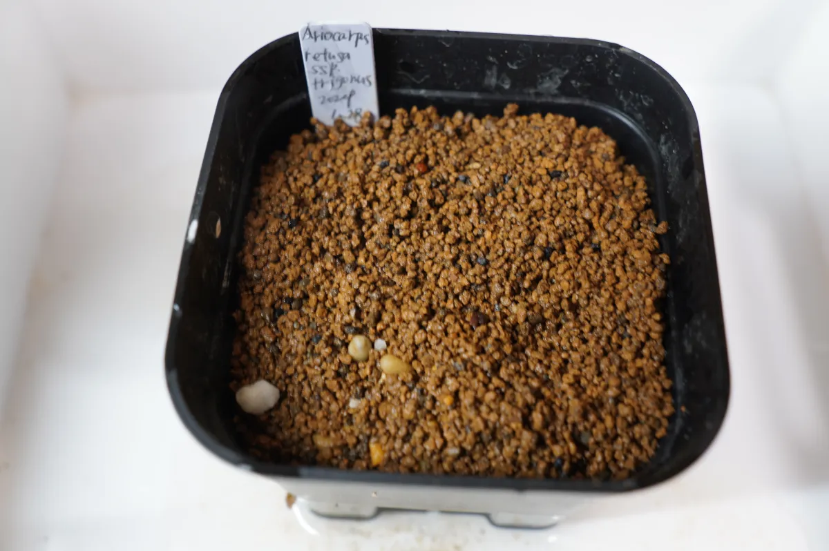 Ariocarpus trigonus subsp. trigonus (アリオカルプス トリゴナス)