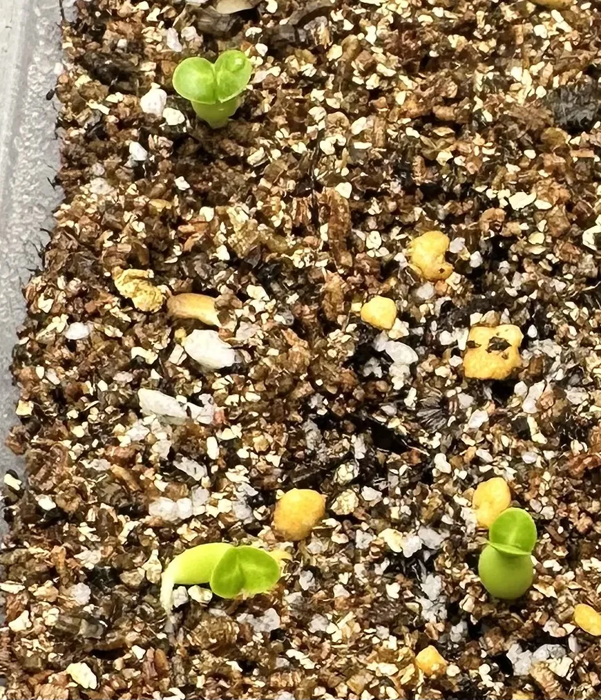 Pachypodium bispinosum (パキポディウム ビスピノーサム)