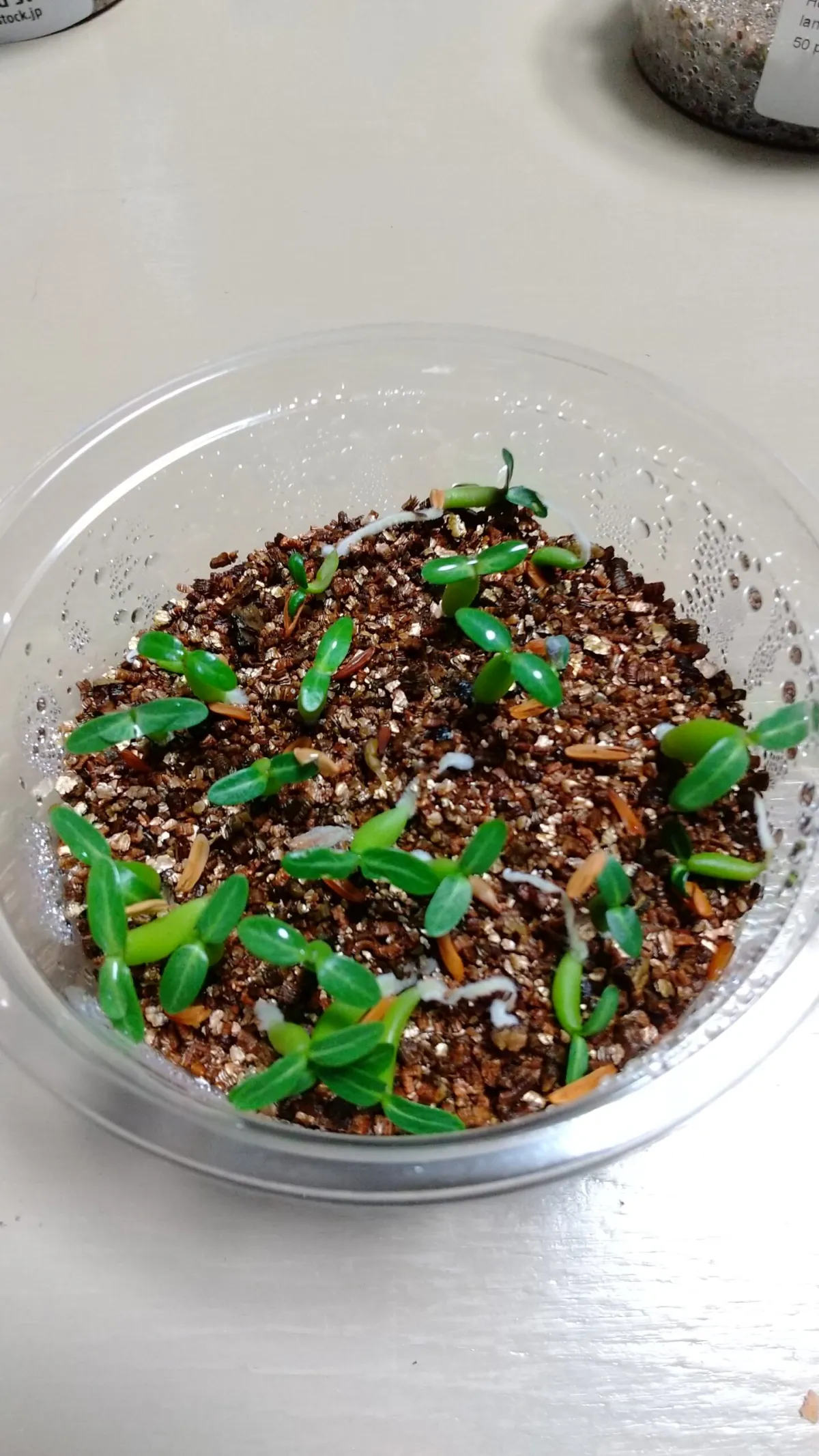 Pachypodium rosulatum ssp. cactipes (パキポディウム カクチペス)