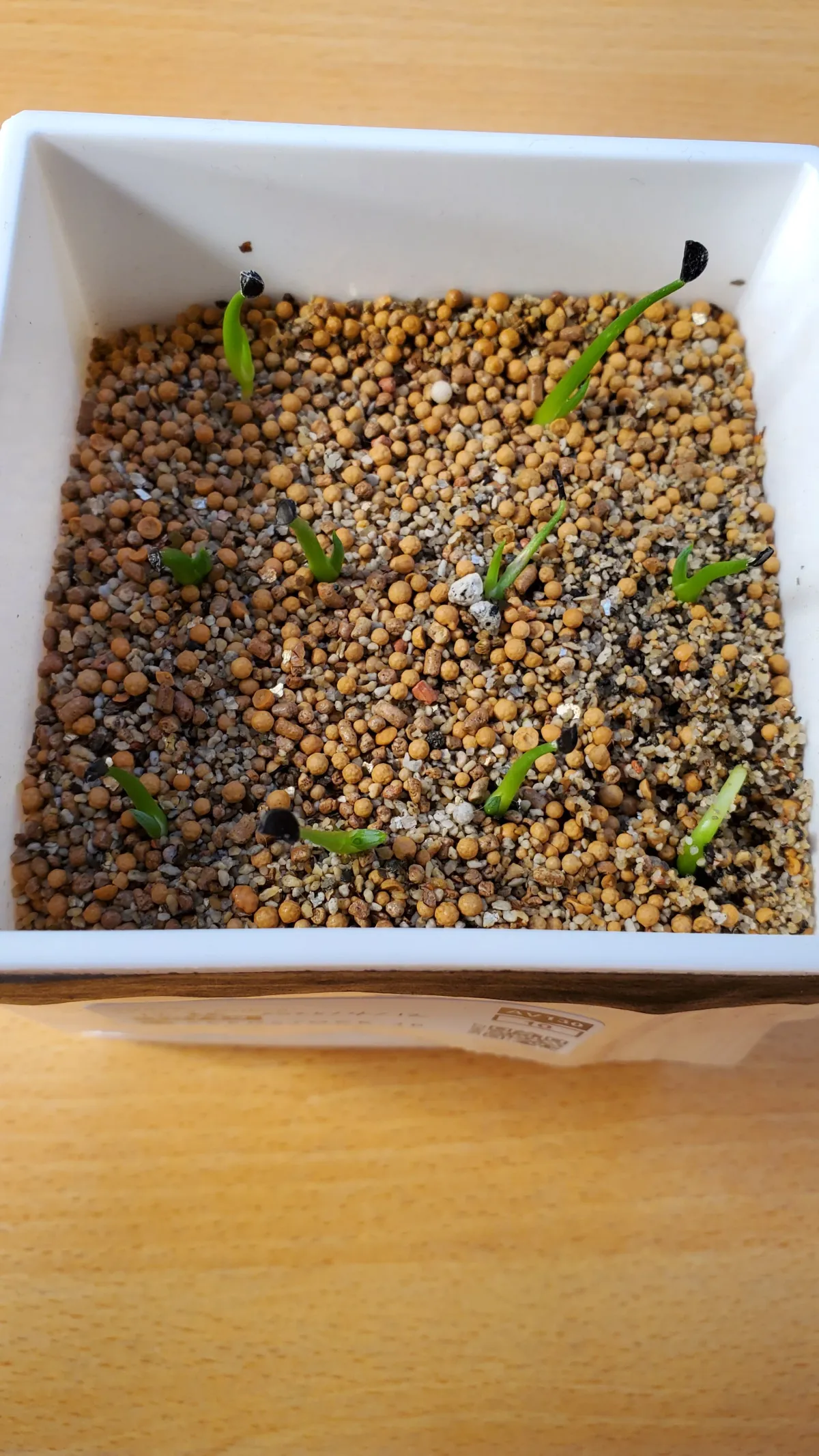 Agave stricta rubra (アガベ ストリクタ ルブラ)