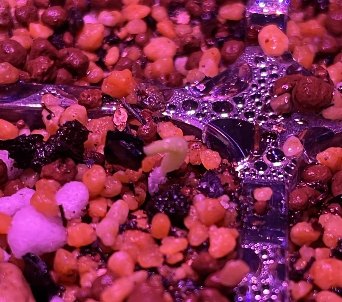 Agave oteroi (アガベ オテロイ)