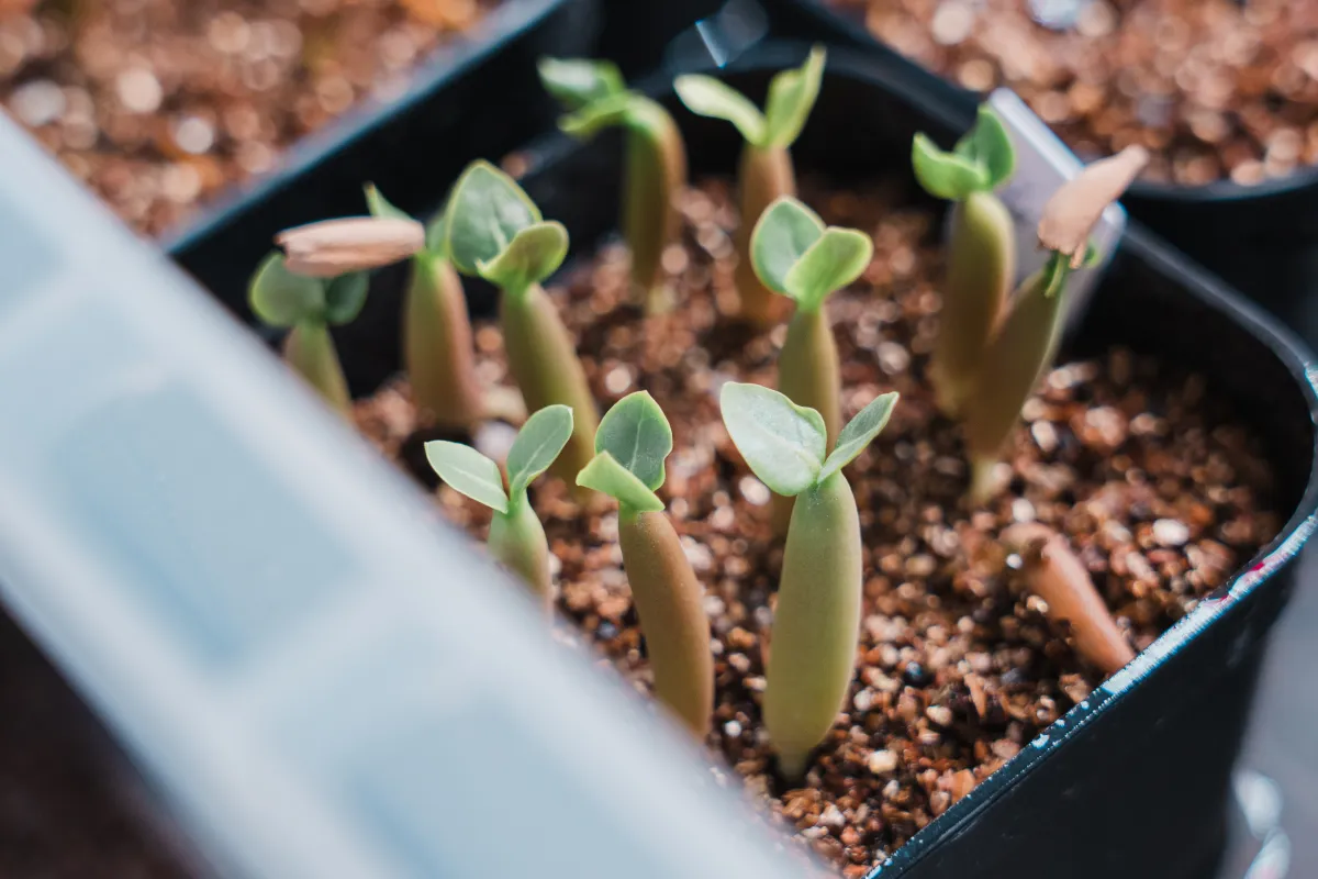 Adenium obesum (アデニウム オベスム)