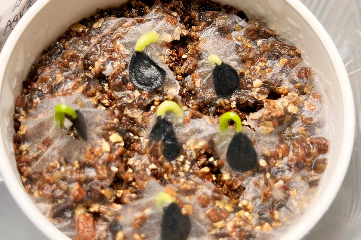 Agave montana (アガベ モンタナ)