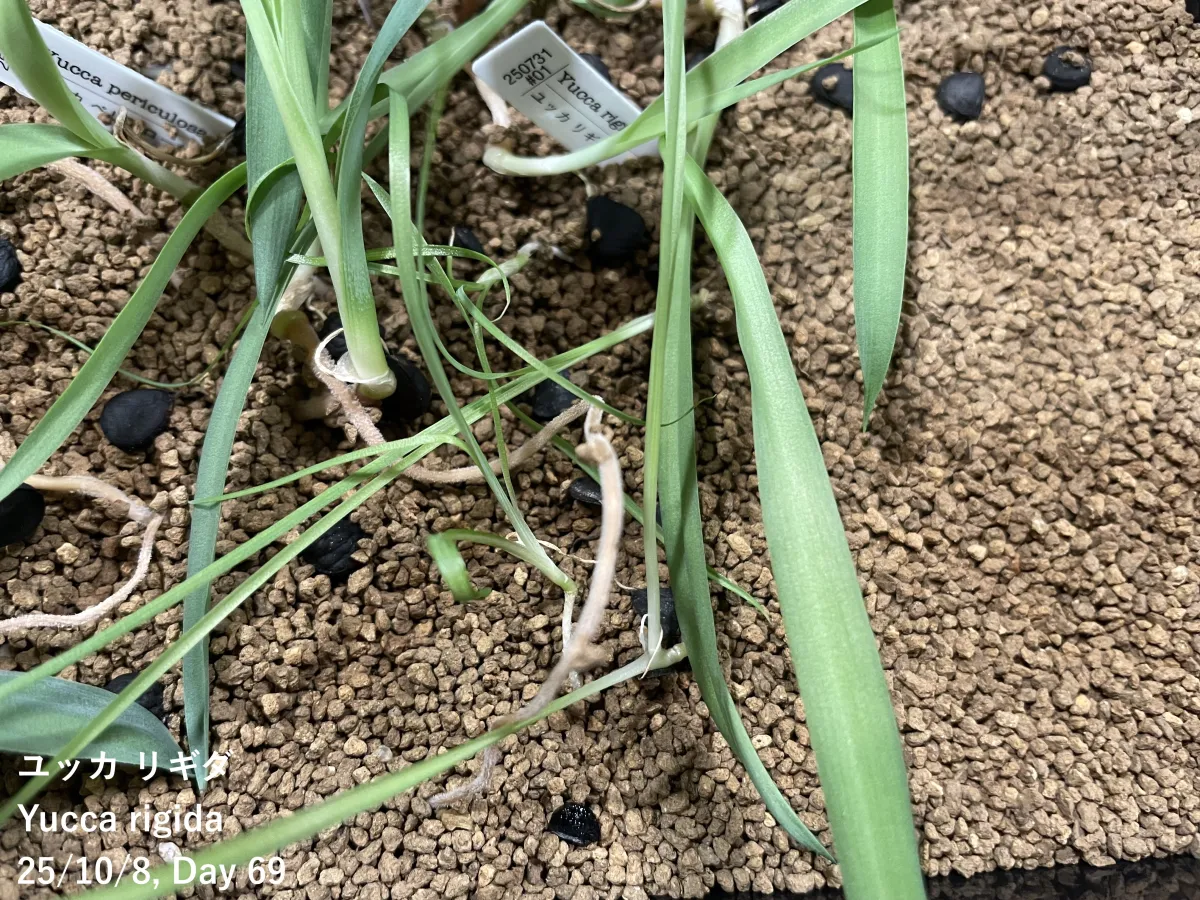 Yucca rigida (ユッカ リギダ)